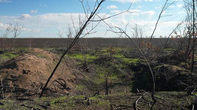 Лісосмуги. ФОТО: Суспільне Миколаїв.