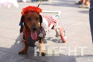 How Independence Day is celebrated in Odesa