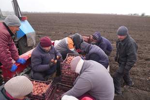 На Херсонщині різко скорочують посіви цибулі