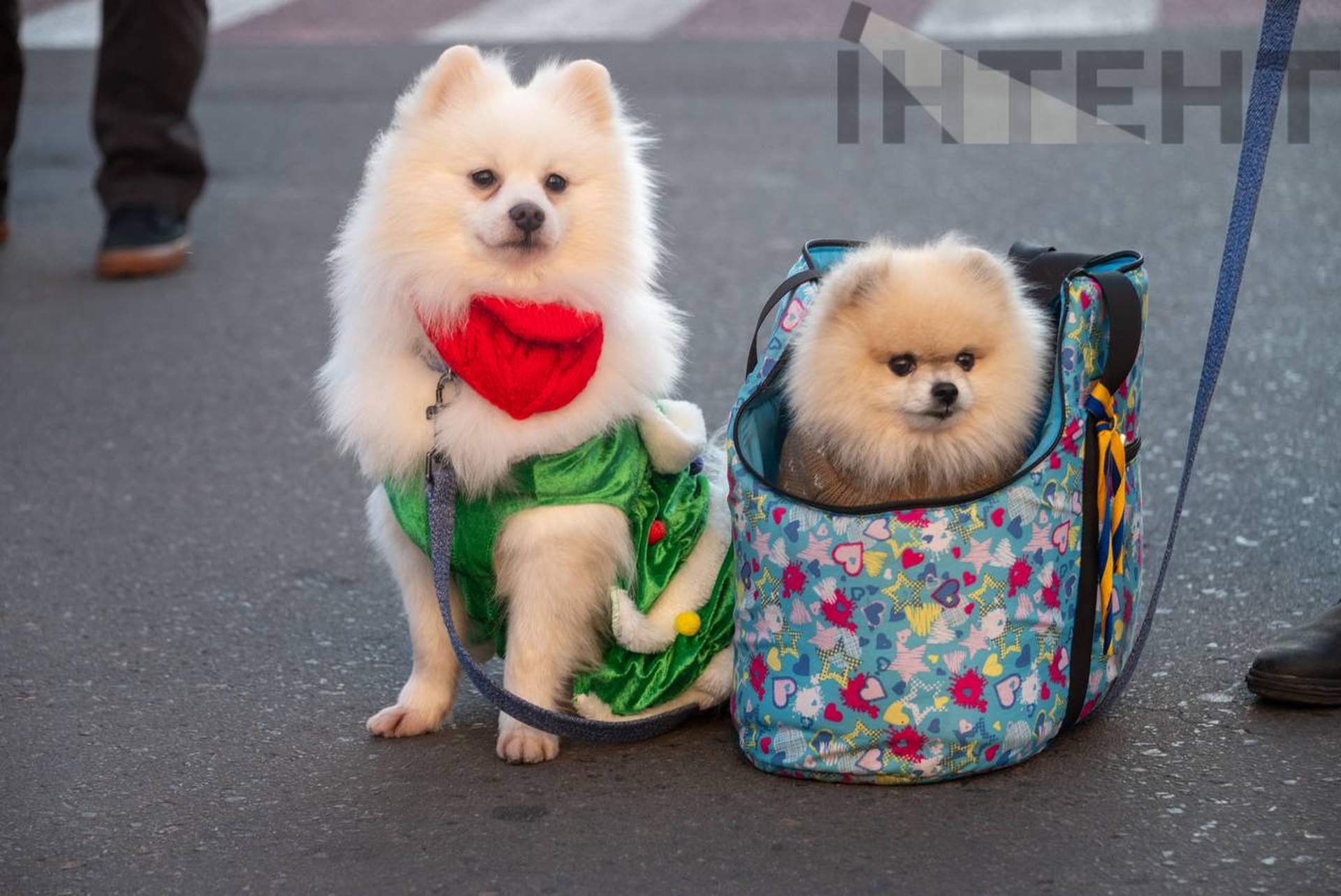Одесою пройшла перша спільна коляда