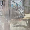 Одесити влаштували акцію протесту з вимогою врятувати єнота з контактного зоопарку