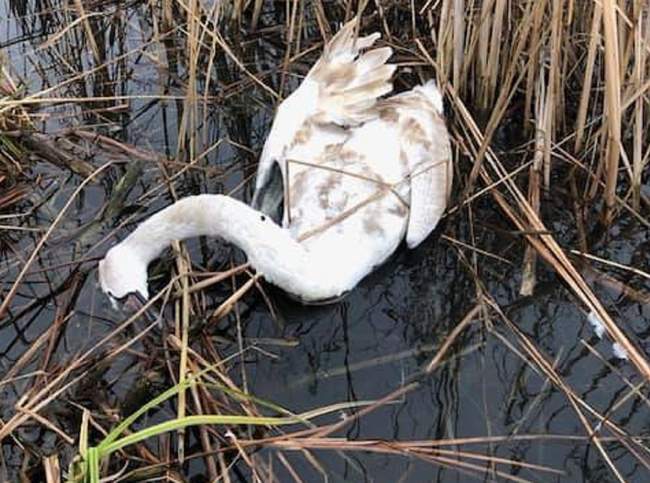 Фото: Нижньодністровський нацпарк