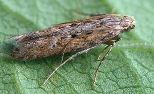 В Одеському районі ввели карантин через міль