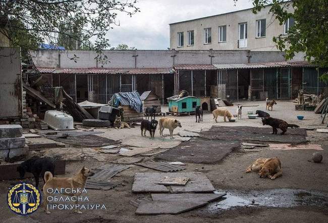 Директора компанії, що ремонтувала притулок «Ковчег», звинувачують у привласненні бюджетних коштів