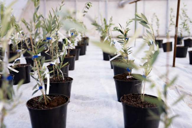 Первые оливковые деревья на Херсонщине. ФОТО: Херсонская ОГА