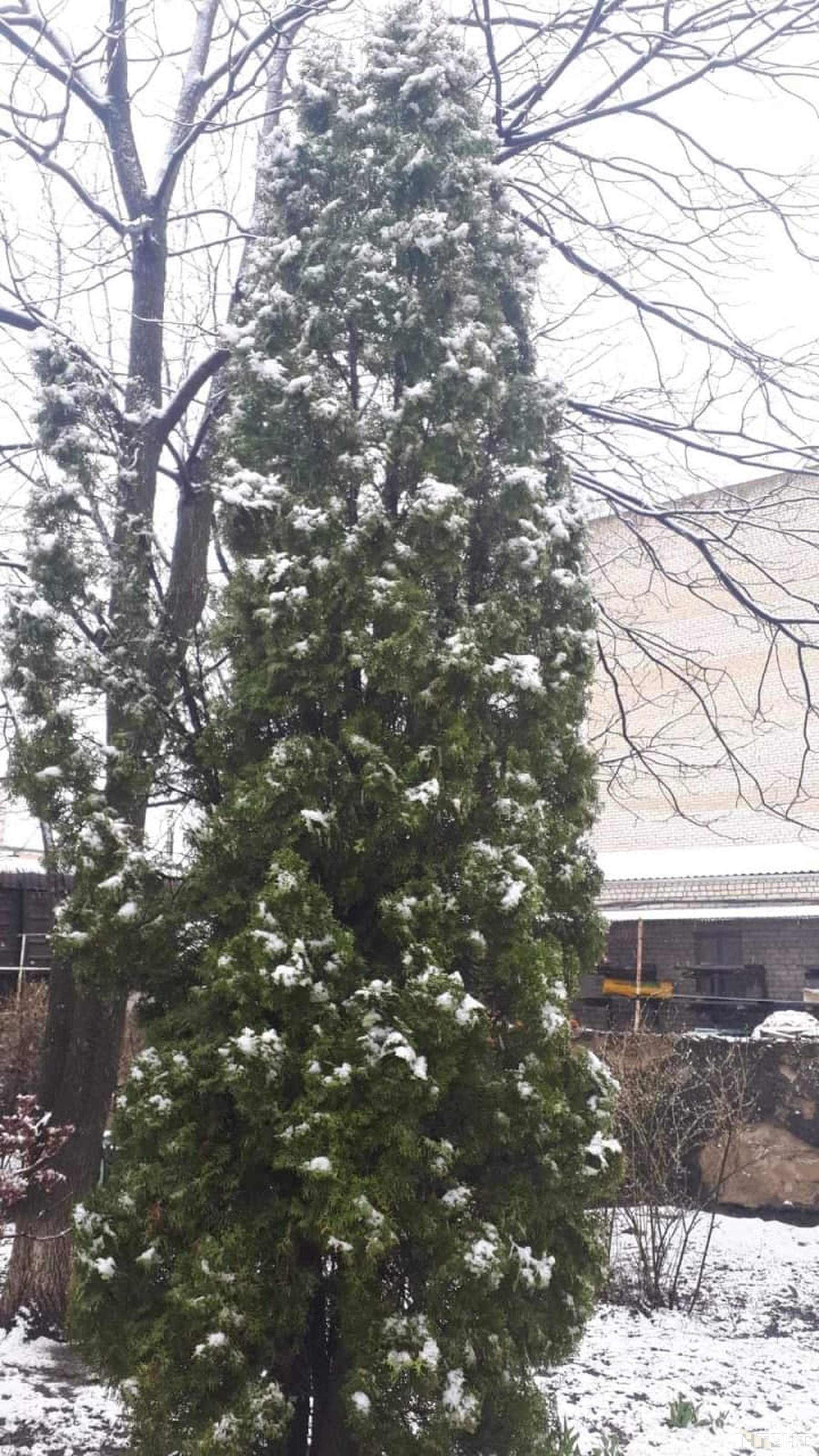 На Одещині пішов квітневий сніг