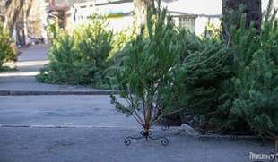 Лісництва Одеської та Миколаївської областей виростили на продаж понад 50 тисяч ялинок