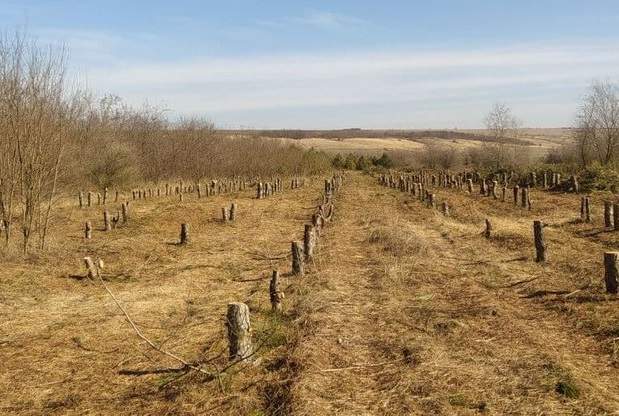 Суд арештував майно підприємця, який спиляв 150 тисяч дерев