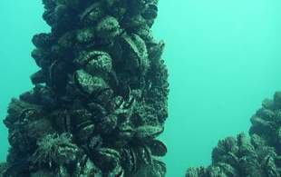 Для очистки морской воды на одесском побережье предлагают использовать мидий    