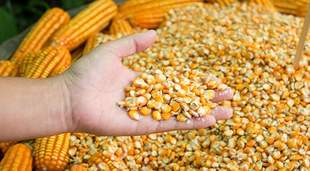 State Grain Corporation tried to sell contaminated corn in Odesa region