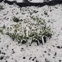 На Одещині пішов квітневий сніг