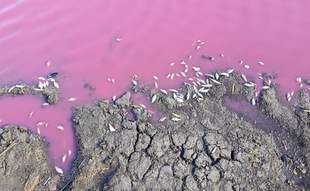 На Одещині масово загинула риба й зафарбувалася водойма