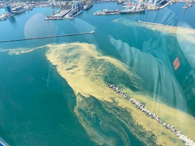 На узбережжі Одеси гниють водорості: містян закликають не вживати морепродукти