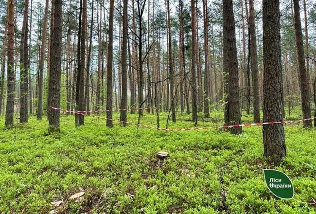 Фото: ДП "Ліси України"