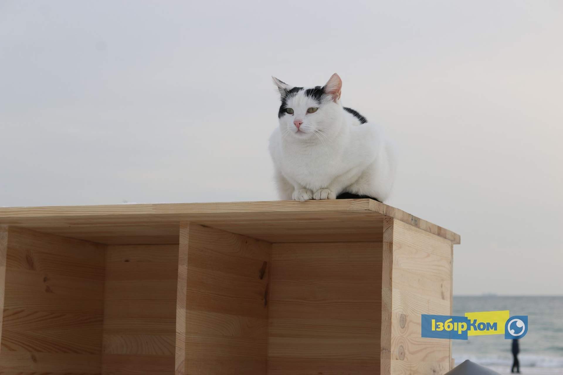 Как усатые жители Лузановки справляли новоселье