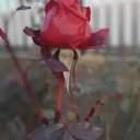 Зимові квіти: через аномально теплу погоду на Одещині зацвіли троянди