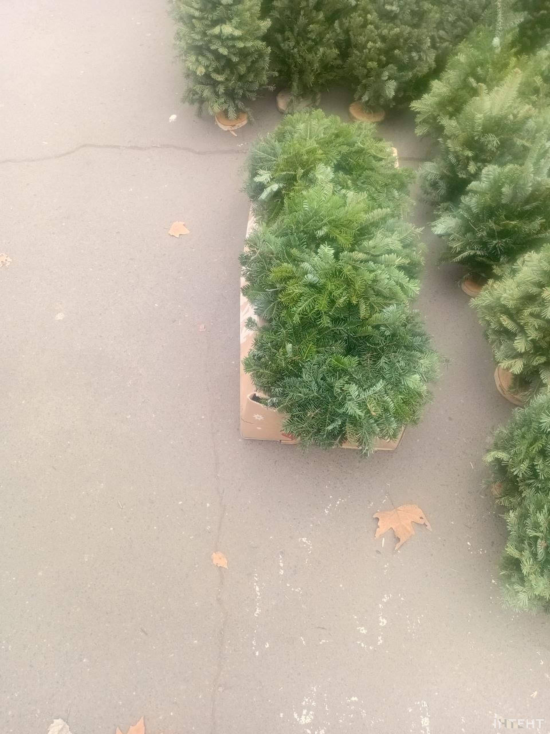 Одеса зазеленіла ялинковими базарами