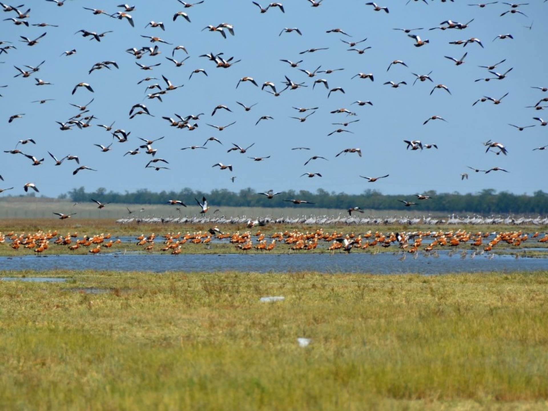Окупанти встановили контроль над заповідником "Асканія Нова"