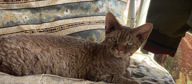 Кіт. ФОТО надане авторкою