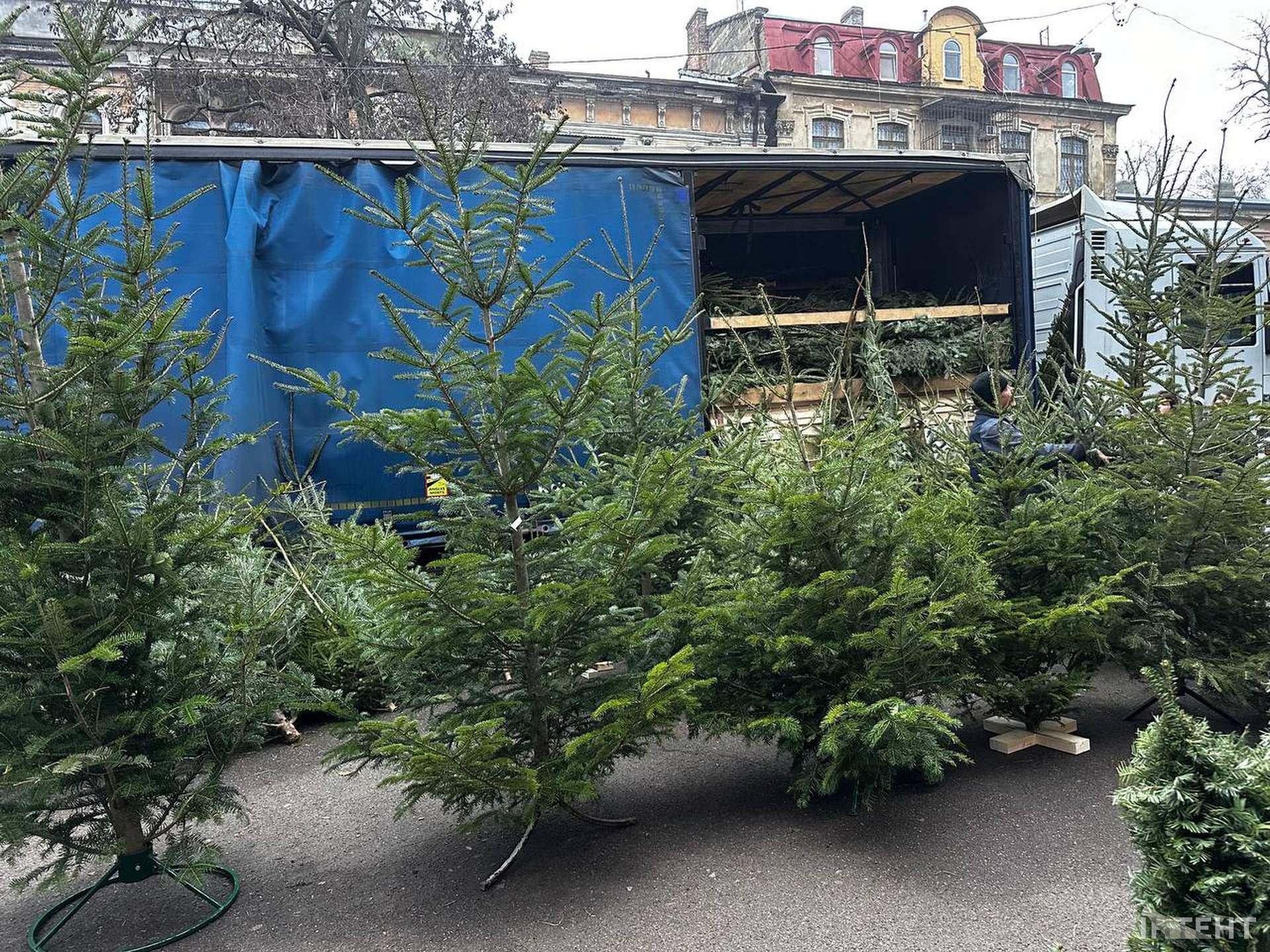 Одеса зазеленіла ялинковими базарами