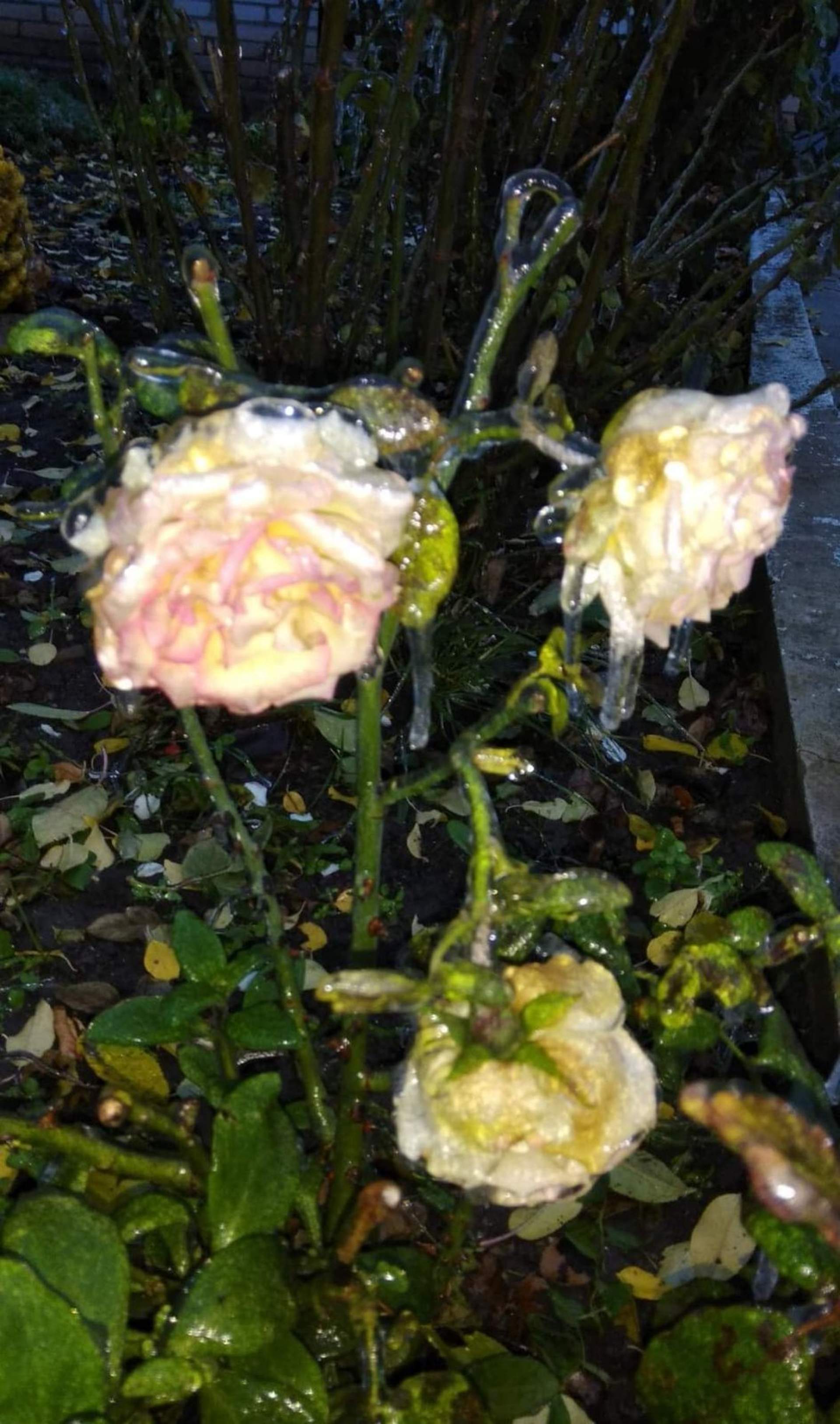 Квіти наче в склі: на Одещині різко знизилася температура