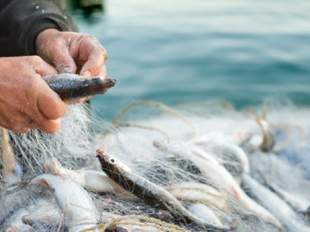 Житель Миколаївщини незаконно виловив риби на 170 тисяч