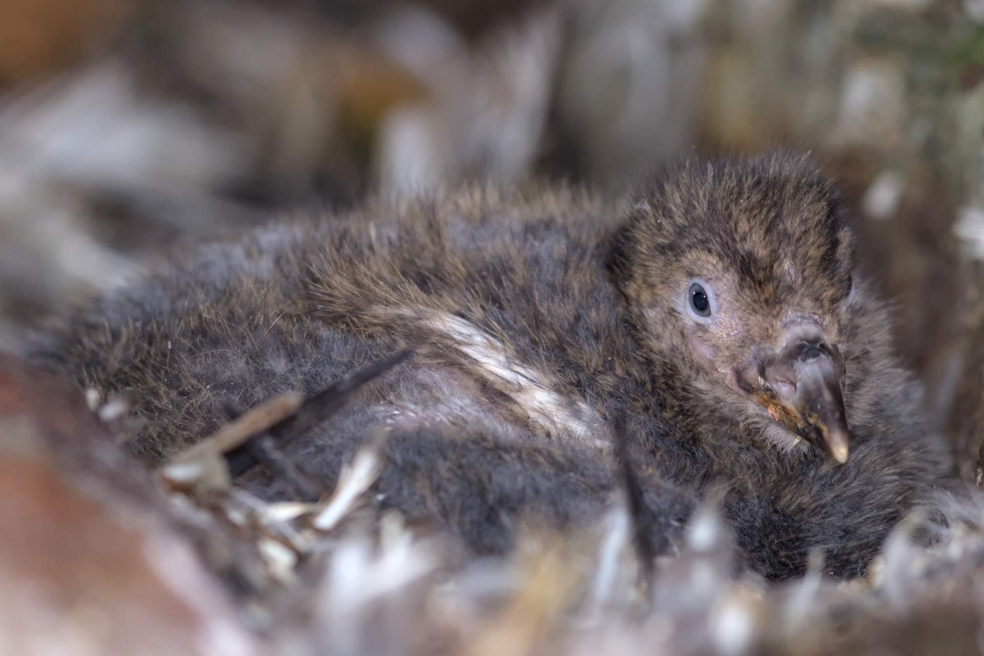 Українські полярники зі станції "Академік Вернадський" встановили рекорд