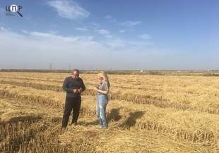 Фільм-розслідування: журналісти ЦПР визначили причетних до знищення зерна на Одещині