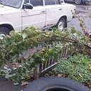 Квіти наче в склі: на Одещині різко знизилася температура