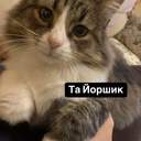 Ворожий дрон знищив будинок директора Одеського зоопарку