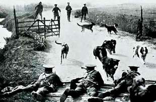 War over a dog that never was