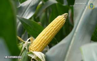 Попри посуху аграрії Херсонщини засіяли 900 гектарів полів