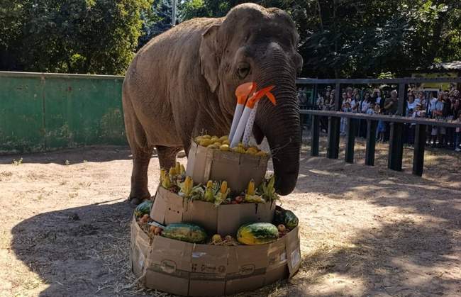 Слониха Венді та її торт. ФОТО: Ігор Бєляков/Facebook