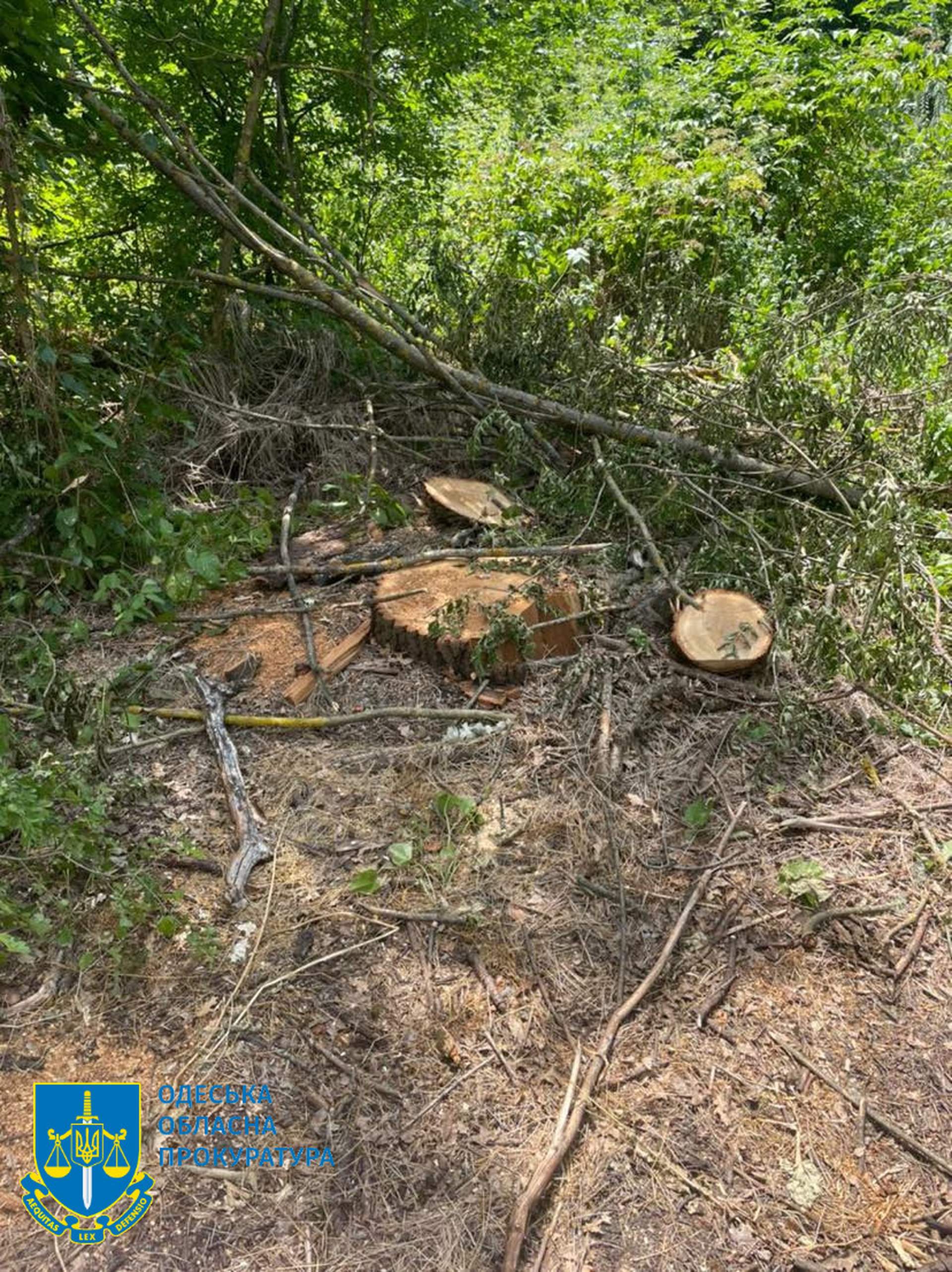 Поліцейський "чорний" лісоруб з подільниками постануть перед судом