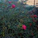 Зимові квіти: через аномально теплу погоду на Одещині зацвіли троянди