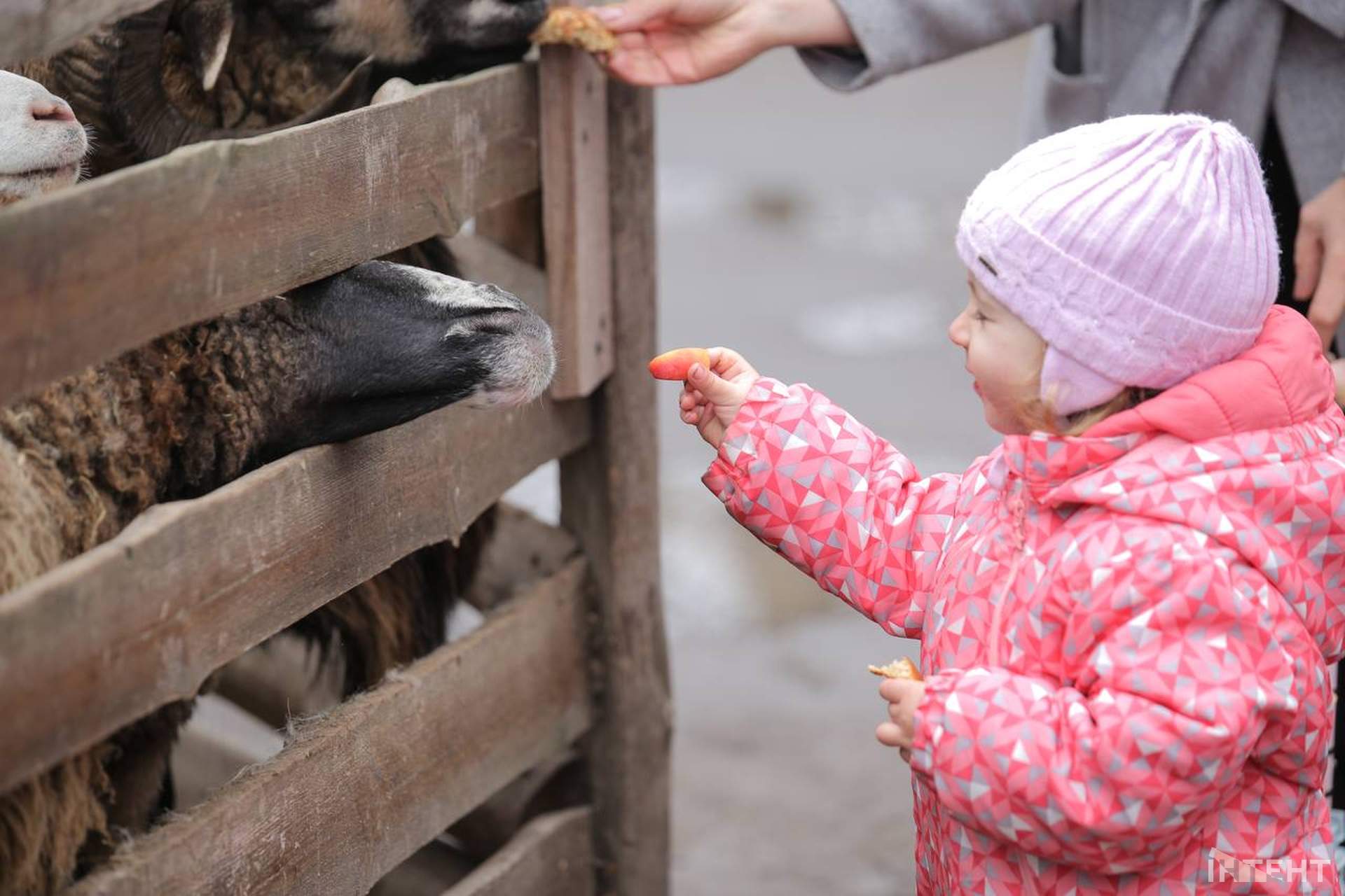 У День усіх закоханих в Одеському зоопарку нагородили найромантичнішу пару