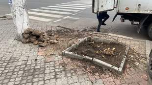 В Одесі розпочали боротьбу з пнями: нарахували кілька сотень