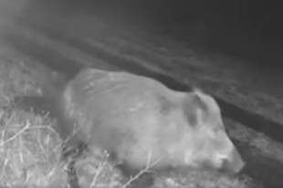 Не лише вовки: прикордонники Одещини застерегли ухилянтів від зустрічі з кабанами