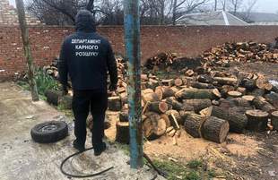 "Чорні лісоруби" спиляли в Одеській області дерев на мільйон