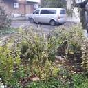 Квіти наче в склі: на Одещині різко знизилася температура