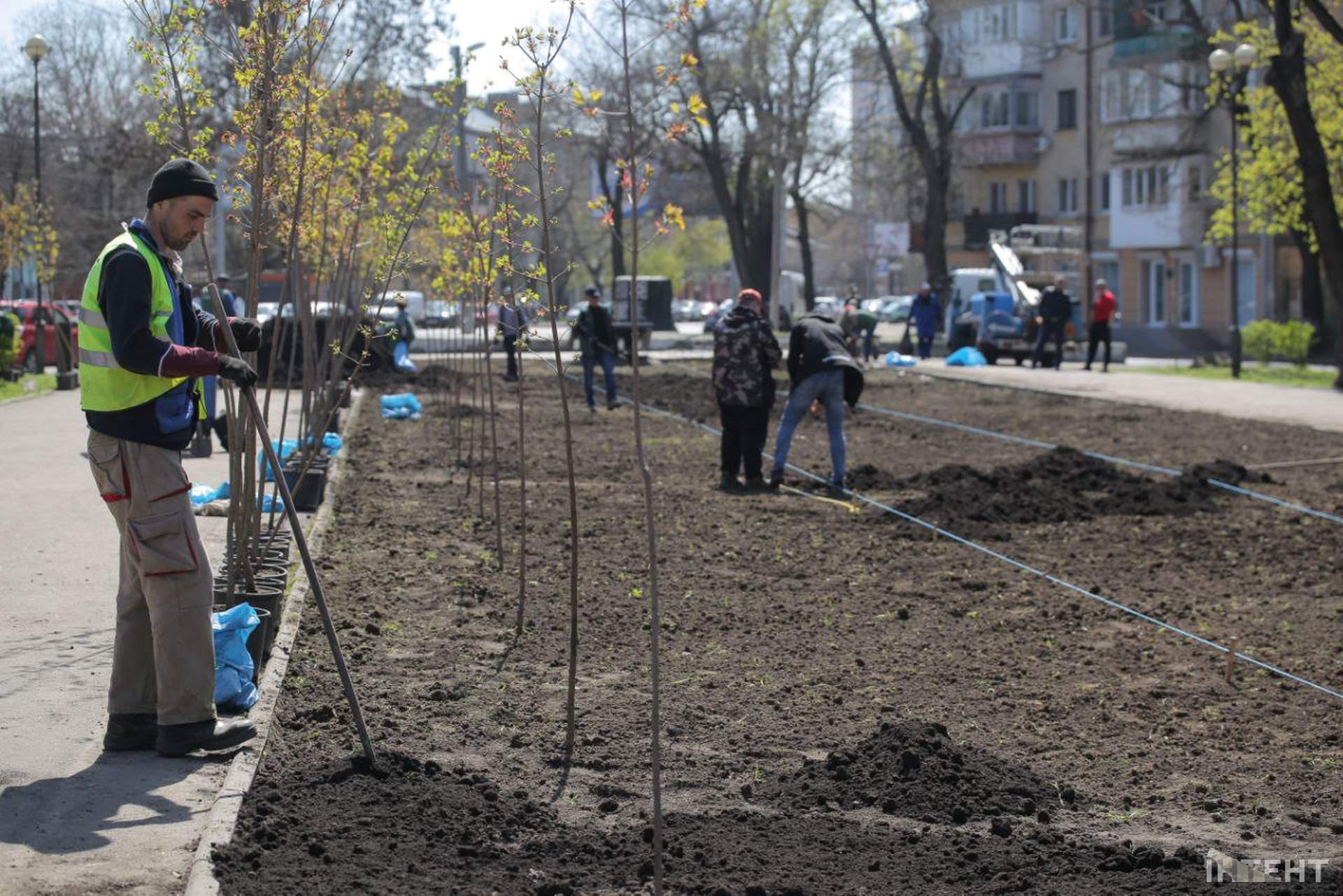 В Одесі висадили алею кленів в пам'ять Праведників світу