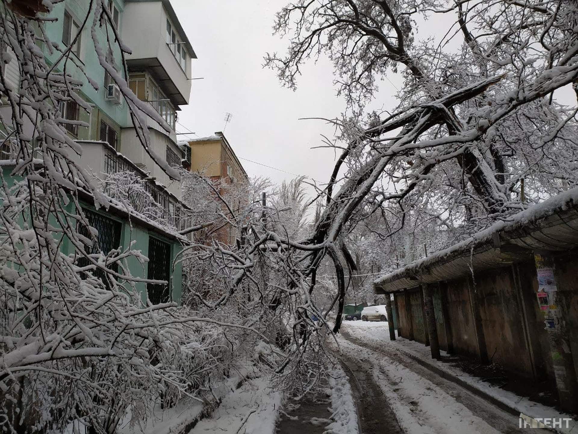 Із казки в лихо: снігопад повалив дерева та завдав одеситам збитків