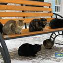 Как усатые жители Лузановки справляли новоселье