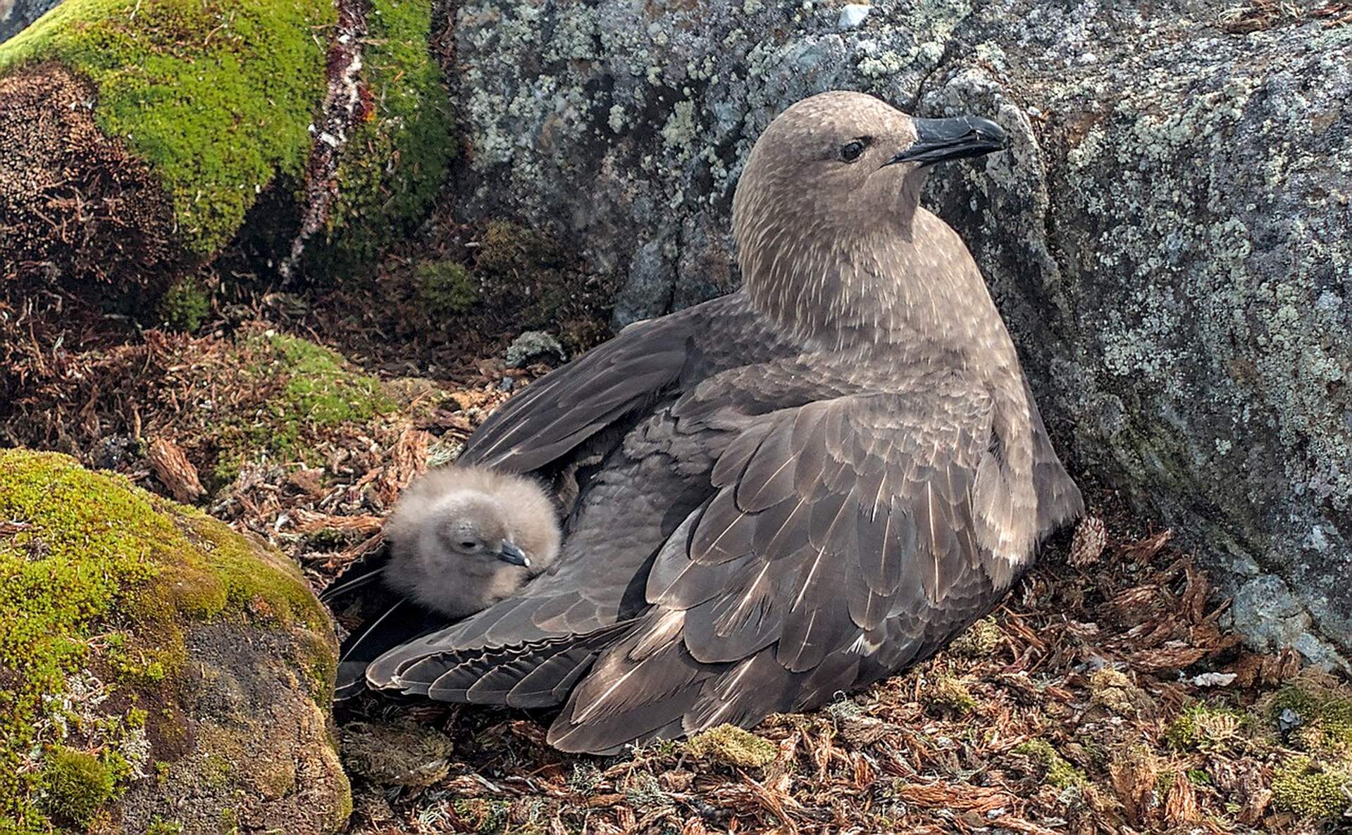 Українські полярники зі станції "Академік Вернадський" встановили рекорд