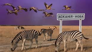 Працівники дендропарку "Асканія-Нова" не можуть вільно відвідувати більшу частину заповідника