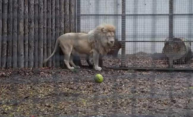 Activists against the zoo: Accenture analyzes the situation