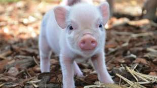 Самая бескровная война: история о британской свинье и американской картошке