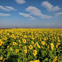 сонячні електростанції