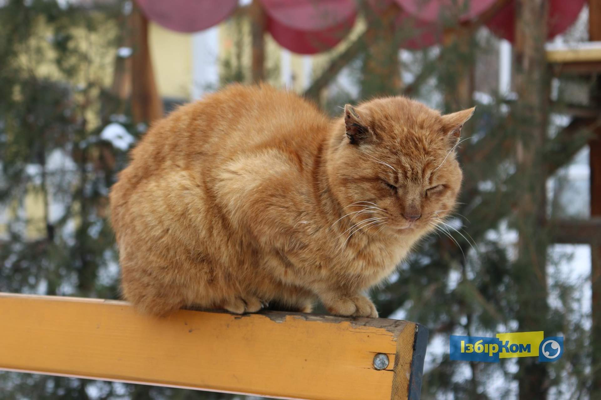 Как усатые жители Лузановки справляли новоселье