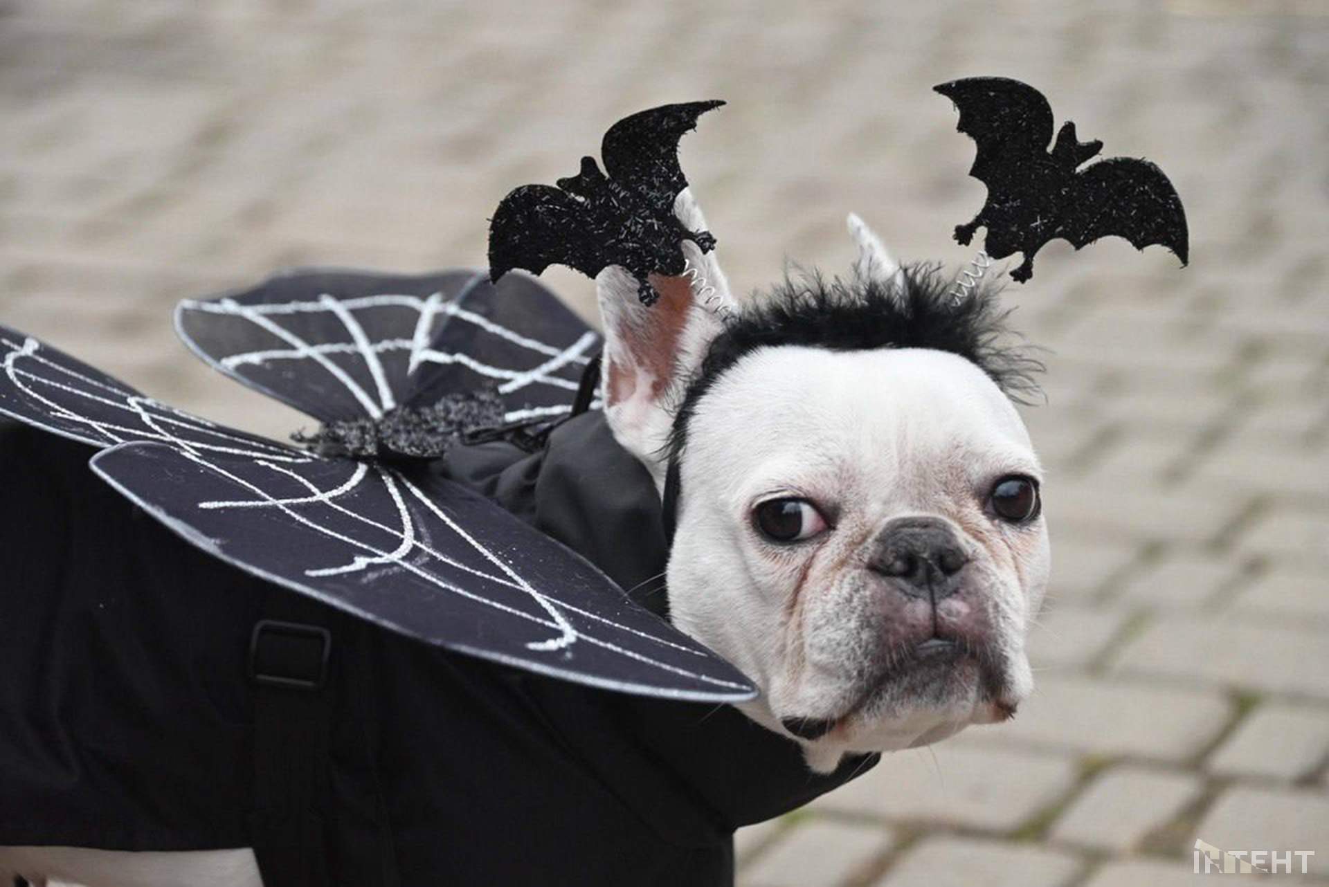 В Одесі відбулася Halloween-вечірка собак